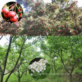 Freeze Dried Pitted Organic Whole Hawthorn Berry